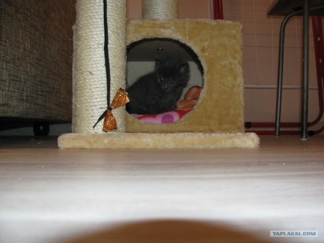 Котовторник ( 23.10. 2012. )