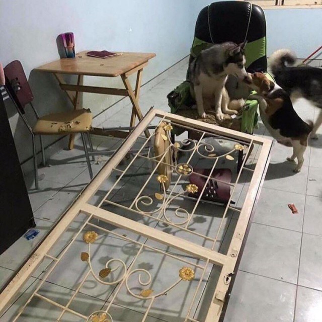 Живность из сети