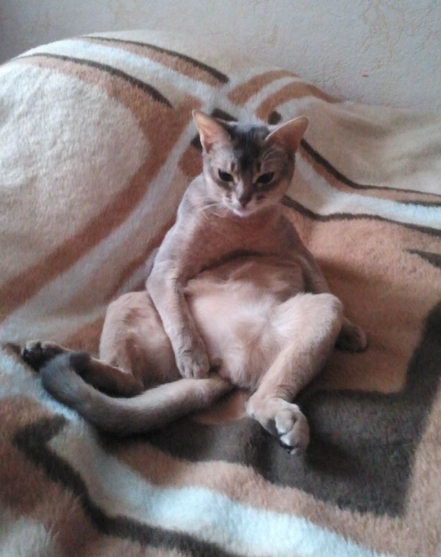 Котовторник 29.01.2013