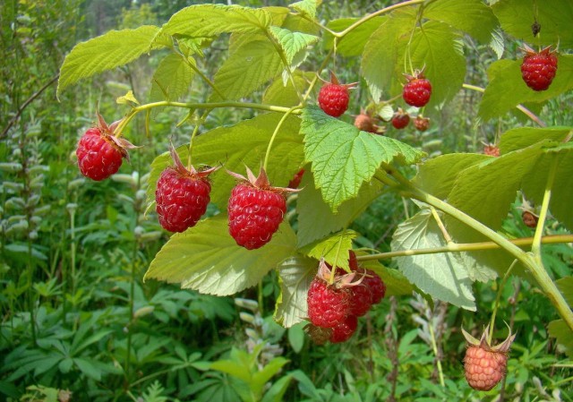 Каникулы в деревне