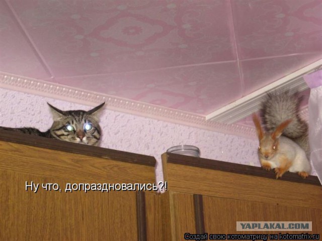 Картинки с котами и про котов