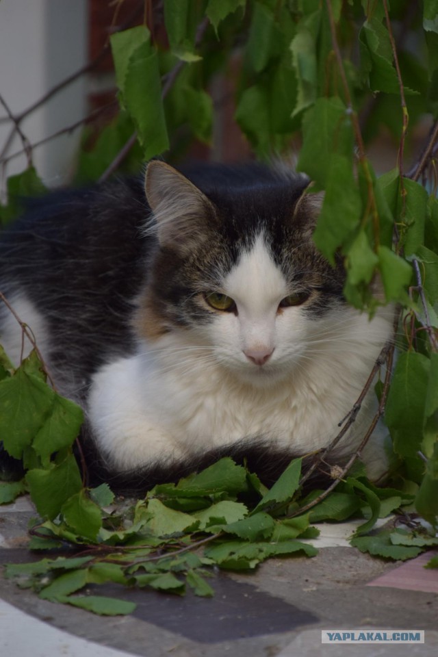 Котовторник 18.06.2019