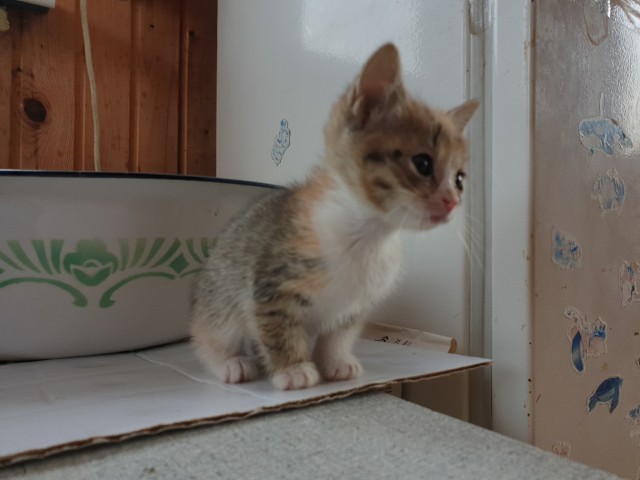 Забавные фото котеек