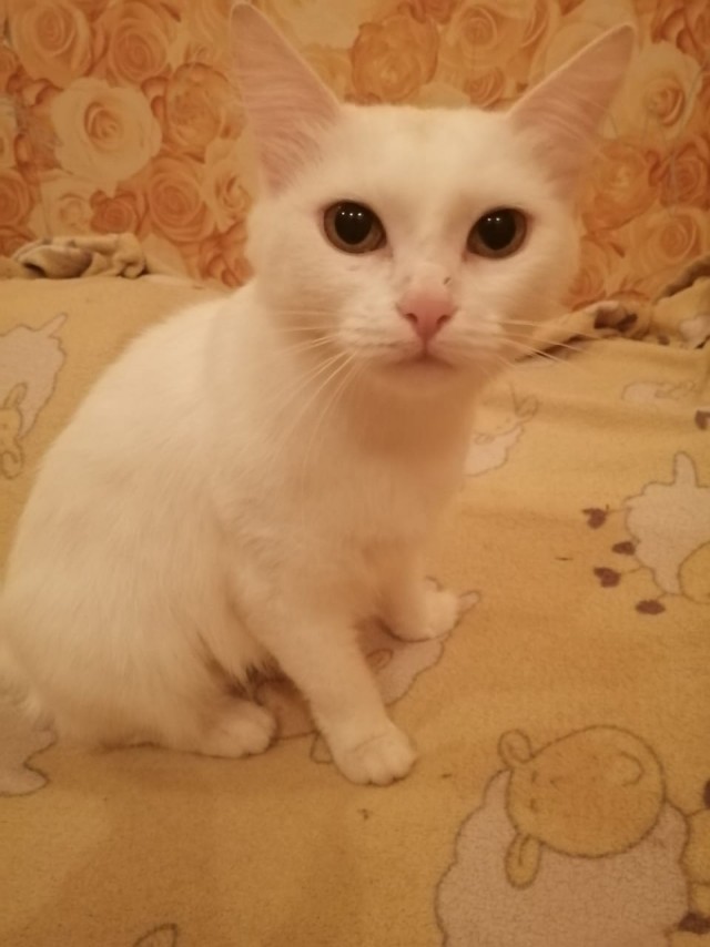 Забавные фото котеек