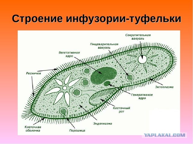 В ожидании папика. Или мамика