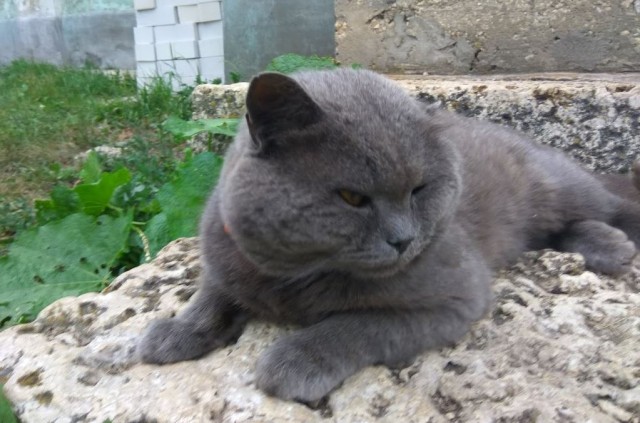 Дура шерстяная