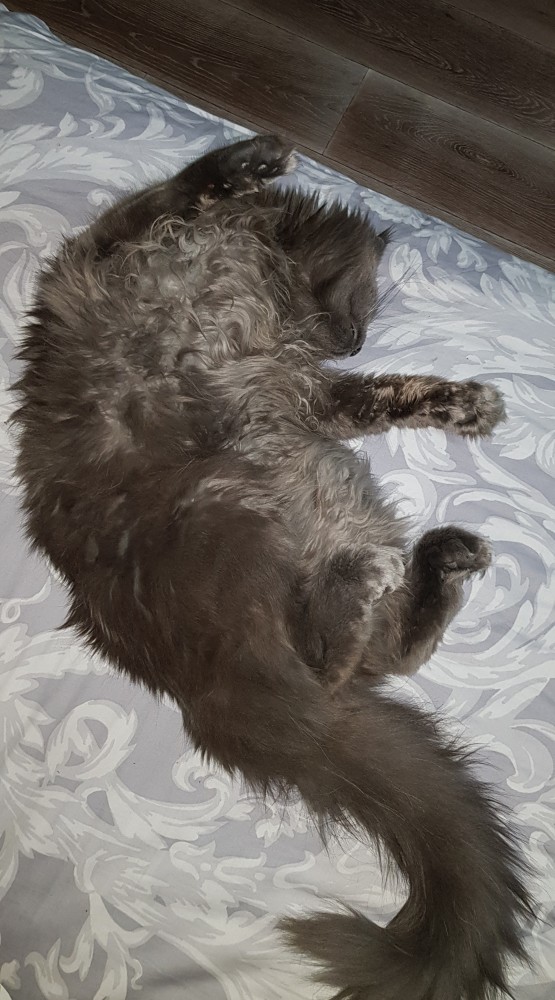Кому котеныша?