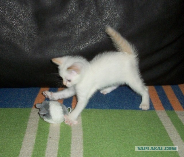 Ну, с котовторником!