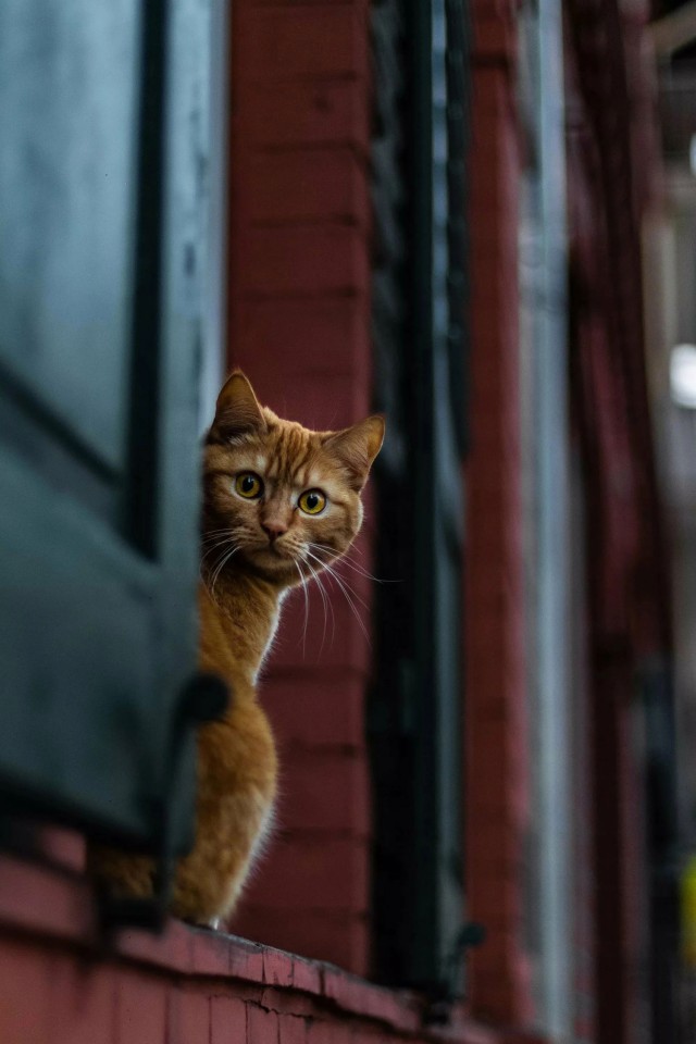 Эти забавные животные