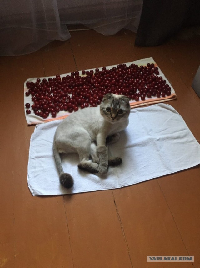 Котовторник