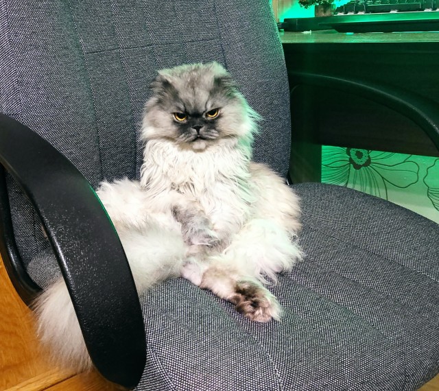 Котовторнику посвящается