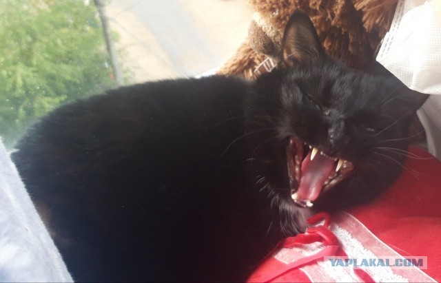 Подобрашка к котовторнику