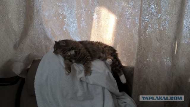 Даешь котовторник!