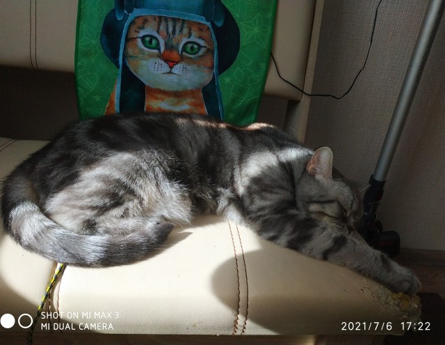 Хоба! Котовторник!