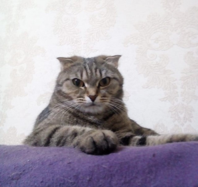 Котовторник. Поговорим о кличках, друзья