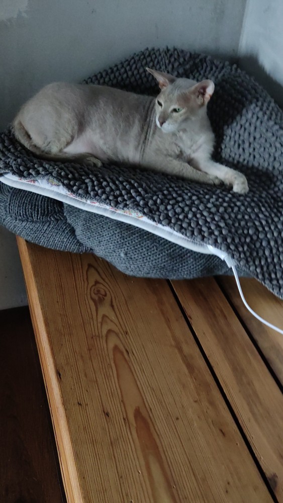 Котовторник 05.10.21 г