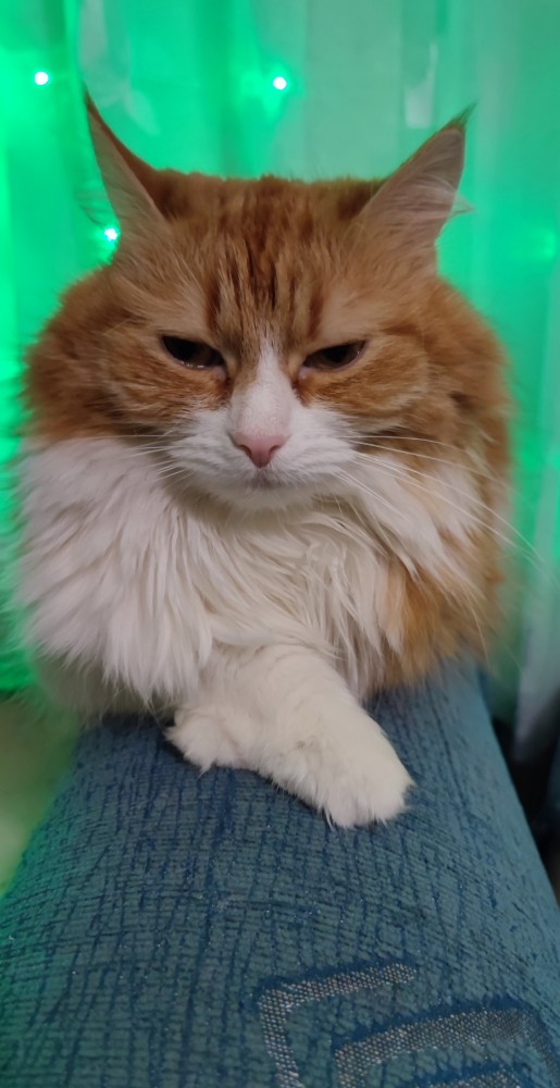 Первый котовторник 2022