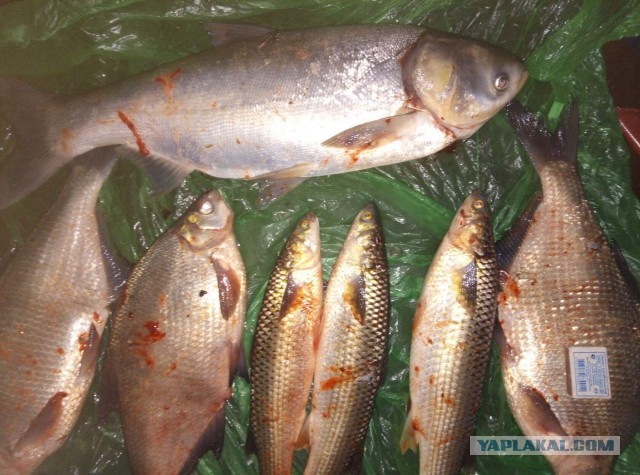 Рыба падальщик, спасшая Чёрное море