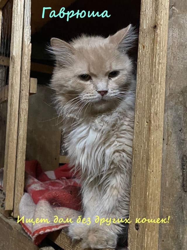 Жизнь домашнего приюта "Котоленд" 330
