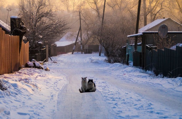 Деревенские, милые, шерстяные