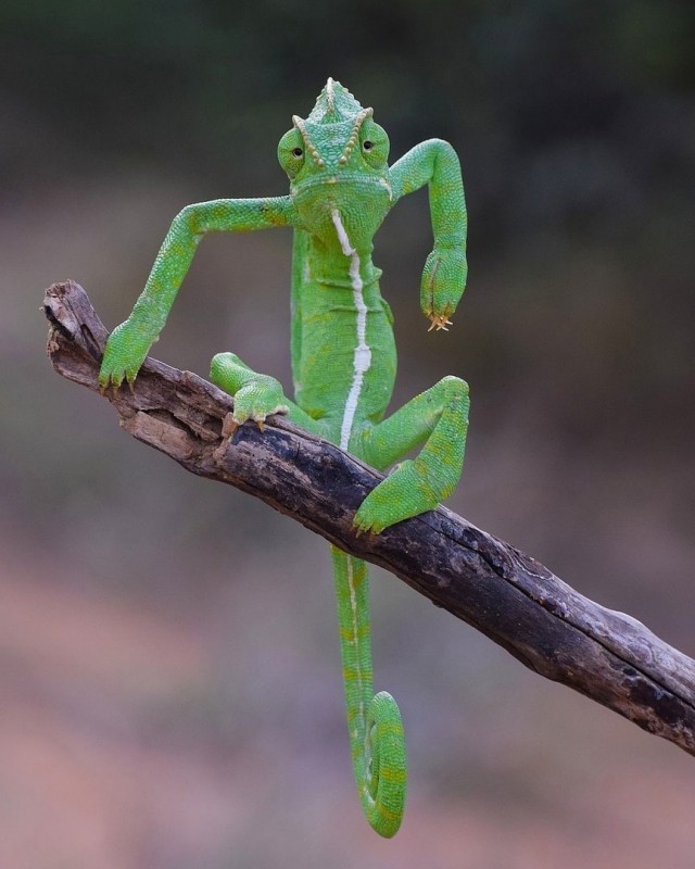 Финалисты ежегодного конкурса забавных фотографий с животными Comedy Wildlife Photography Awards