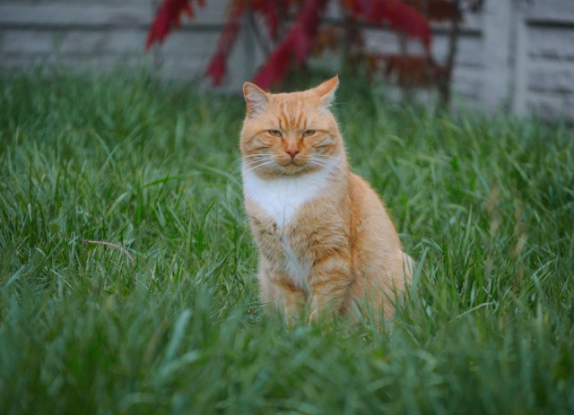 Котовторник 1.11.22