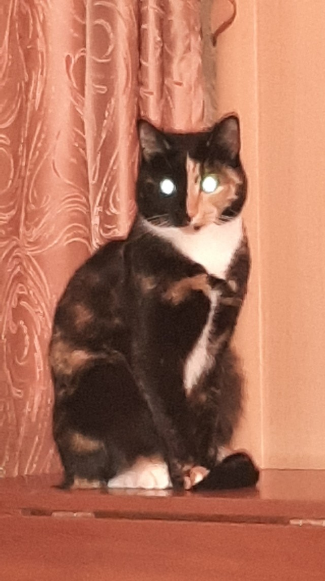 Котовторник прошел, а я не успел