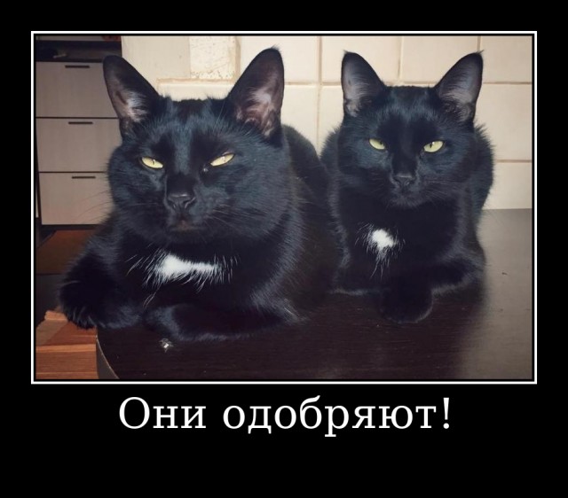 Сегодня День защиты черных котов!
