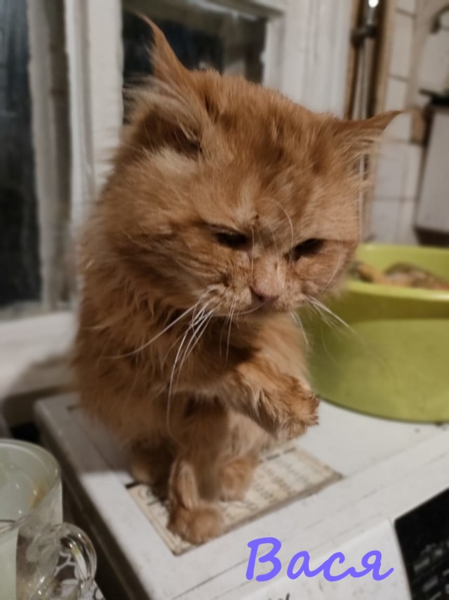Жизнь домашнего приюта "Котоленд" 371