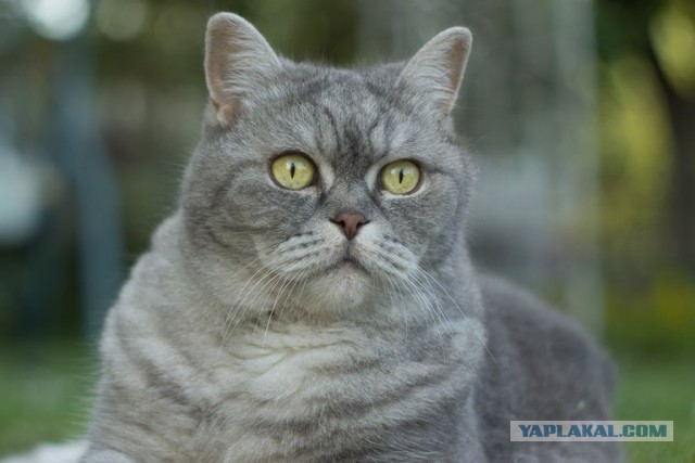 Сегодня всемирный день кошек!