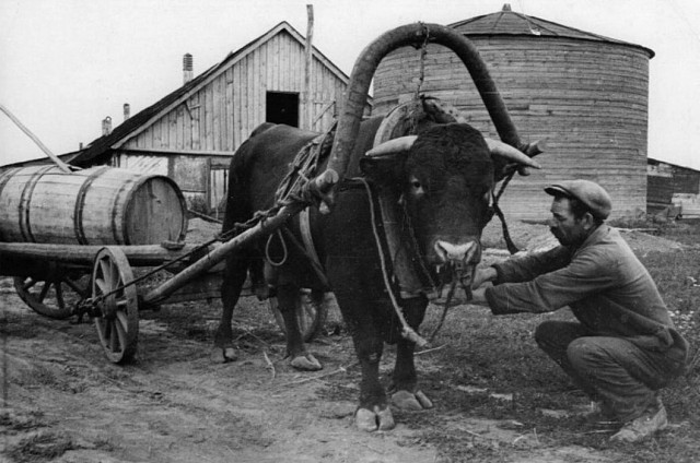 Работа и быт в предвоенной деревне в черно-белых фотографиях