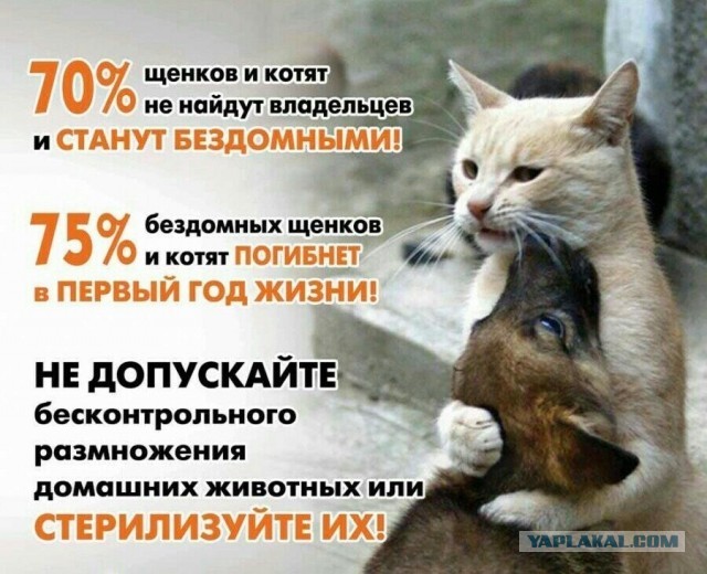 Вы видели как плачут собаки?