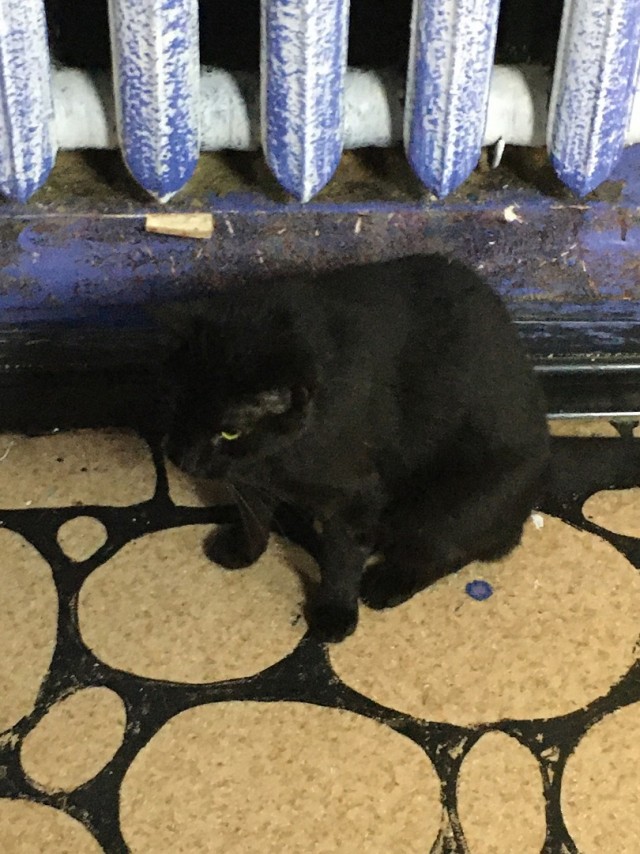 Музей Кота. Минск