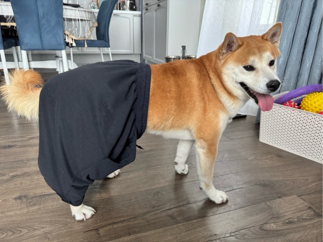 К собакочетвергу