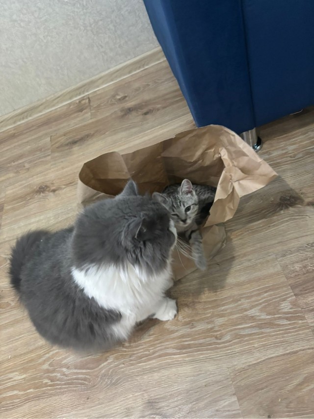 Коты деревенской породы