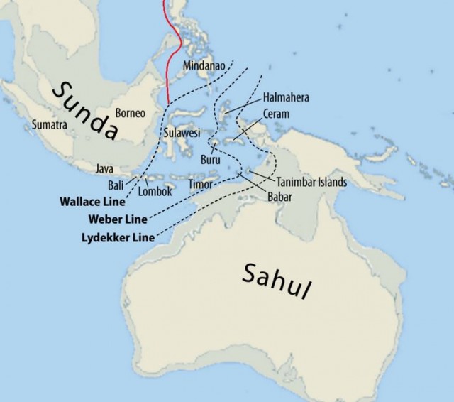 Что такое линия Уоллеса?