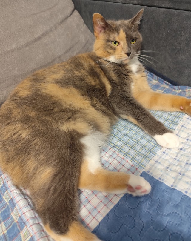 Котовторник 05/11/2024