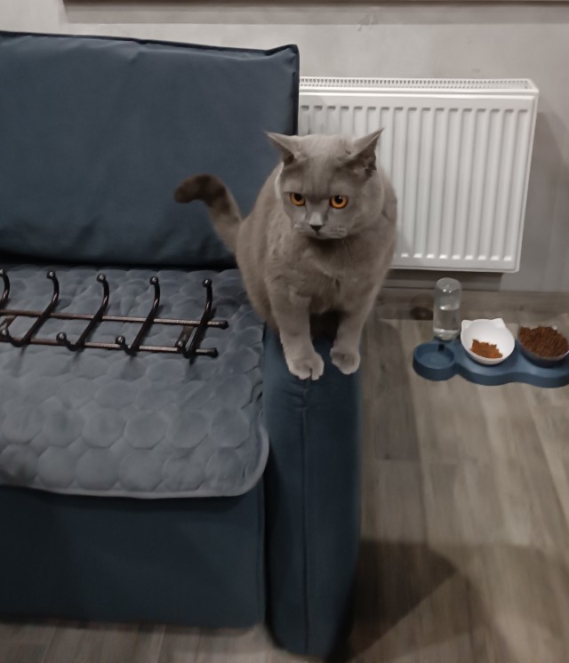 Котэ, совэ и все-все-все