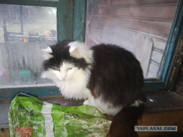 Жизнь домашнего приюта для котеек 537