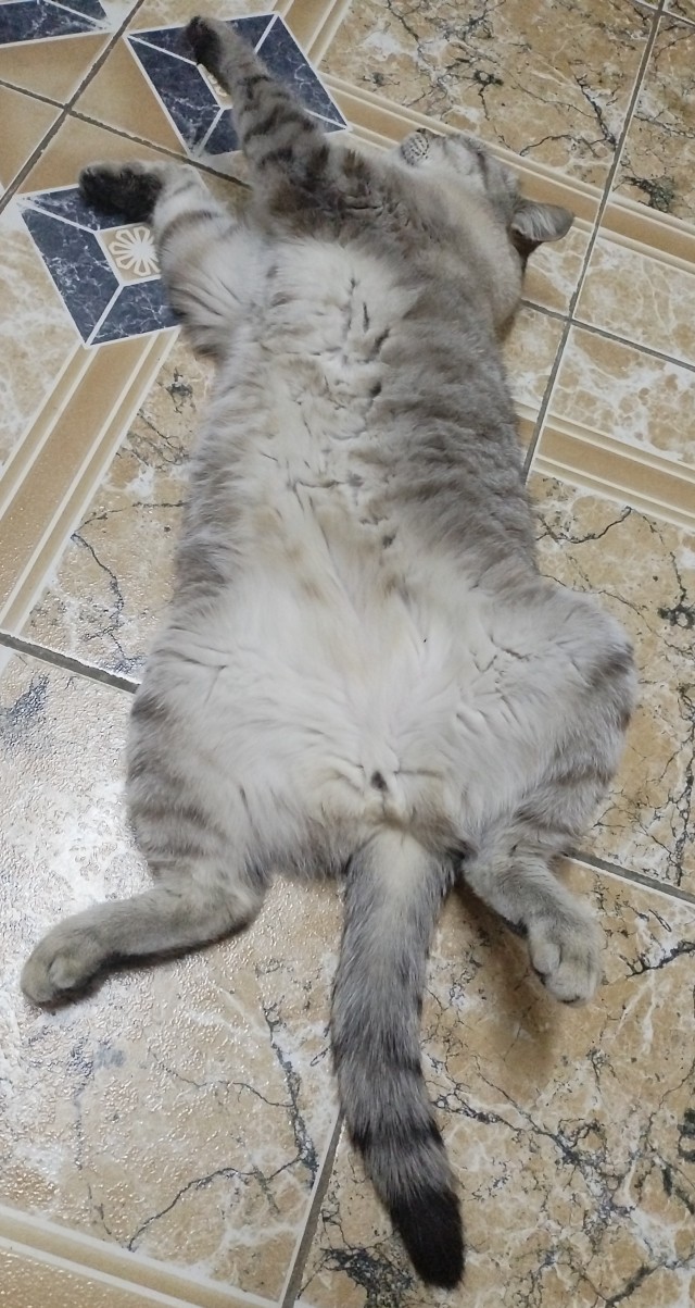 Совпало с котовторником.