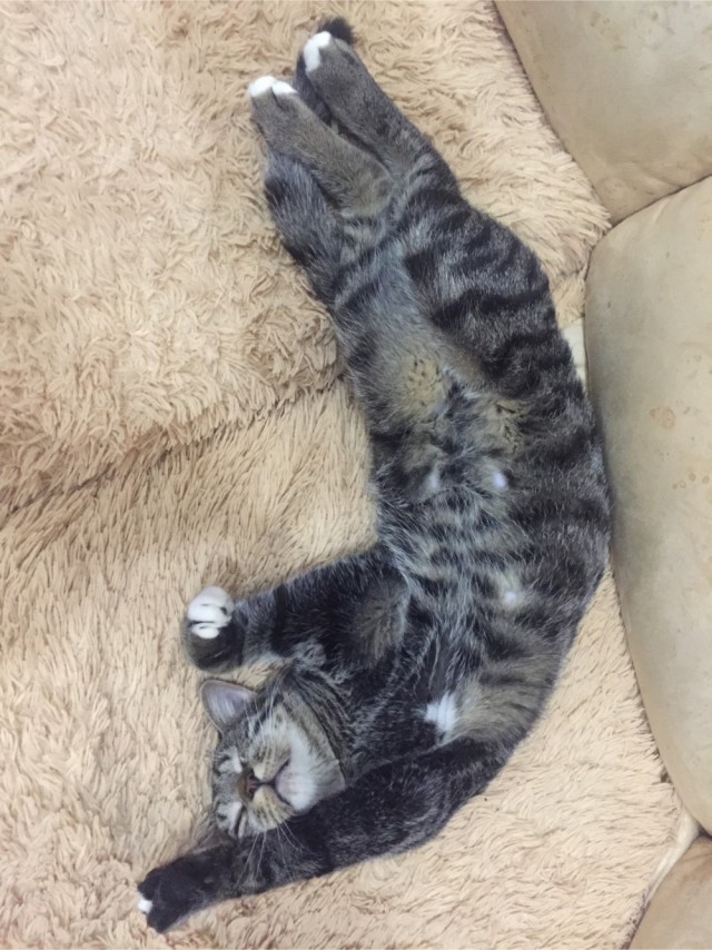 Спящий кот