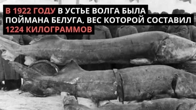 Щука-аллигатор: доисторический монстр с клыками