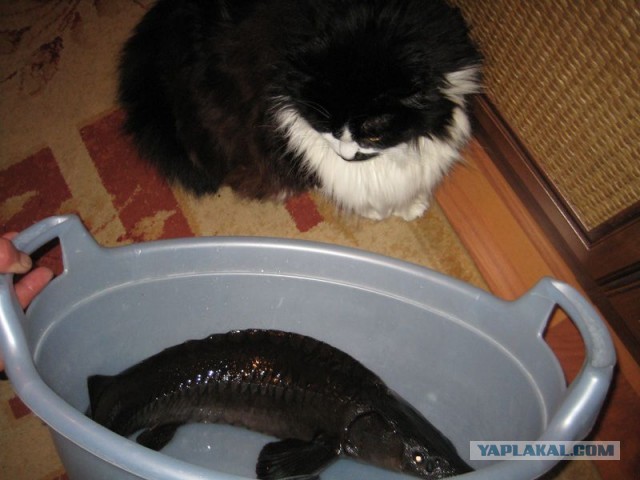 Блюда, которые стоит попробовать