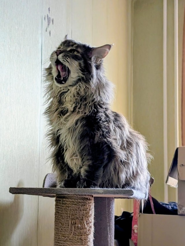 Котовторник