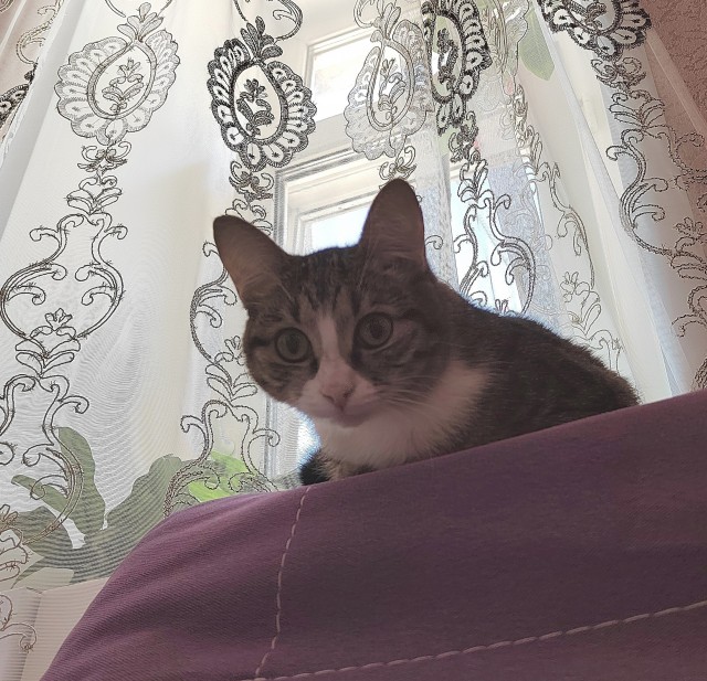 Принимайте в ряды которабов