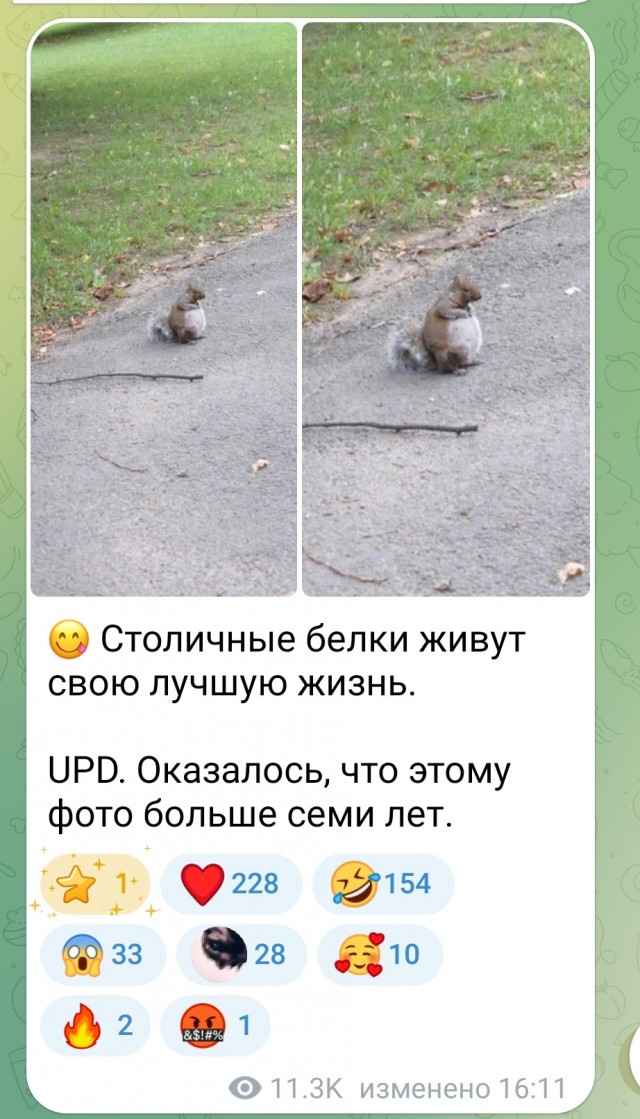 Беременную белочку во время прогулки заметили в парке Москвы
