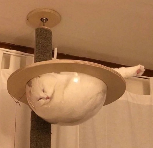Чутка кошек