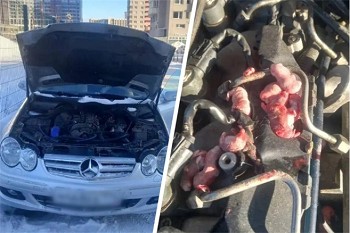 Челябинец обнаружил под капотом своего Mercedes мерзкий выводок грызунов