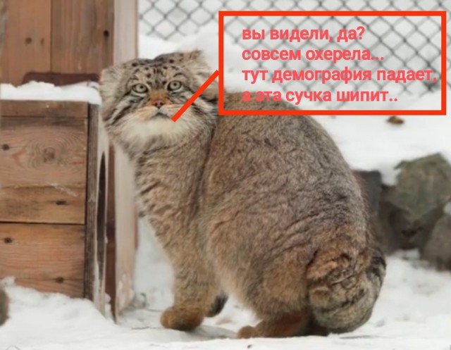Манул пытается позвать кошку сердца на свидание
