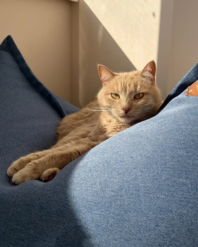 Рандомных фото котов тред